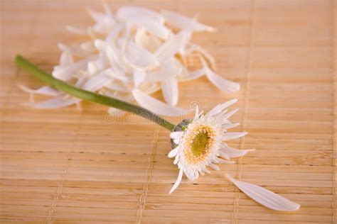 Loves Me, Loves Me Not Daisy On Bamboo Mat Picture. Image: 4154388