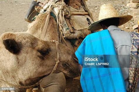 unta  pemiliknya duduk foto stok  gambar