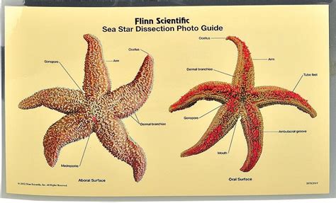 sea star dissection photo guide pkg   flinn scientific