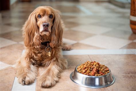 Is Your Dog Eating Healthy? – P.L.A.Y.