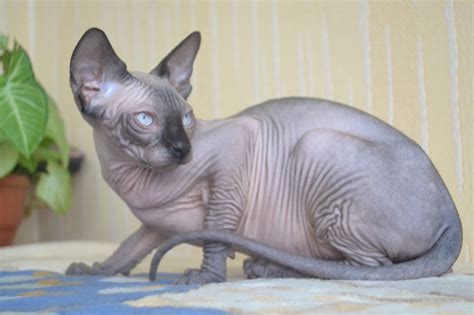 Канадский сфинкс: описание породы с фото — Pet-Mir.ru