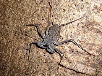 Tailless Whip Scorpion Harry Potter : Exploring Arachnids With Harry ...