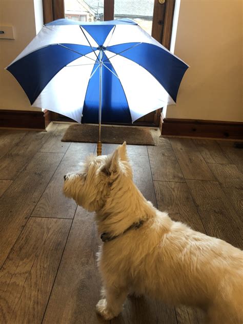 Rosco the Westie nephew of Bilz 🌟🌈 on Twitter: "I can’t help barking