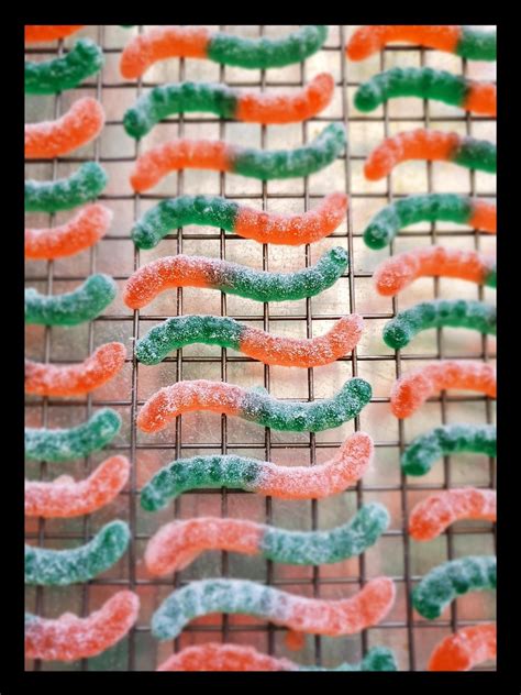 Mango worms infections impact pet health in certain regions 11