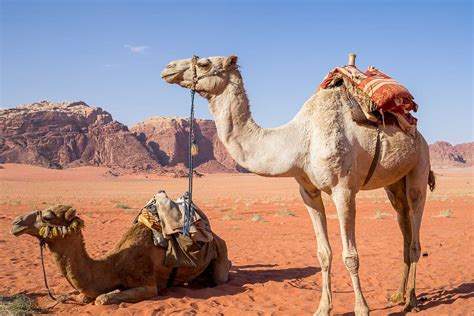 camel   dream meaning  interpretation dream glossary