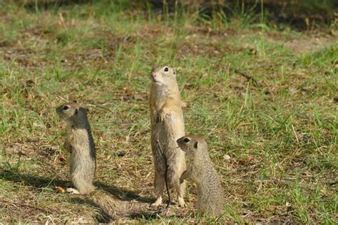 Suslik europen stock photo. Image of animal, ecology - 94230032