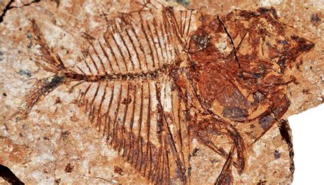 Read Fossils Reveal Some Fish Survived In Ancient Hot Water Online