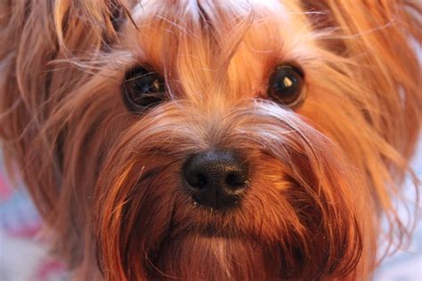 5+ Free Sabaka & Portrait Images - Pixabay