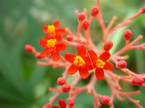 picture small orange red flowers red buds