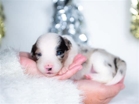 Vanilla Bean | Blue Merle Female Border Collie Puppy