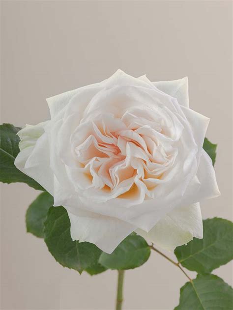 White O’Hara