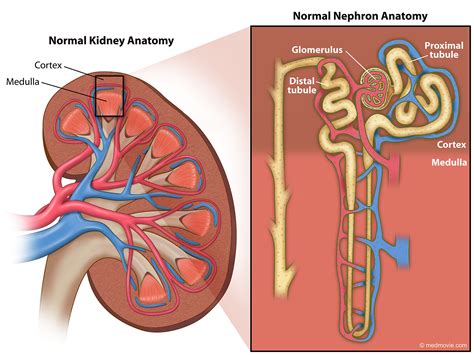 kidney kidney disease hpjdfi