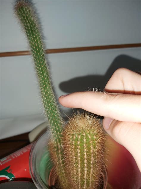 They hit their cactus playing echo arena : r/VRtoER