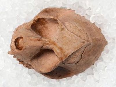 Anthropoidea – Variety of Life