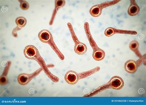 clostridium tetani bacteria coloso