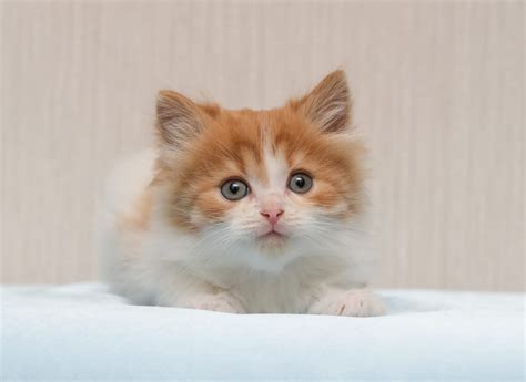 Кари 1,5 месяца - Мичико