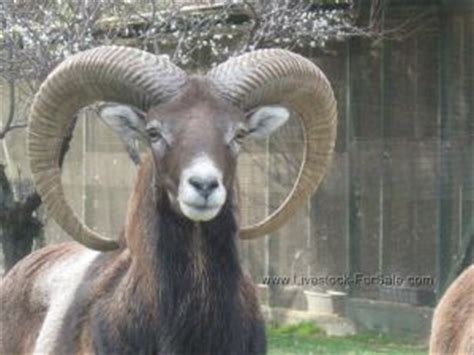 European Mouflon Sheep