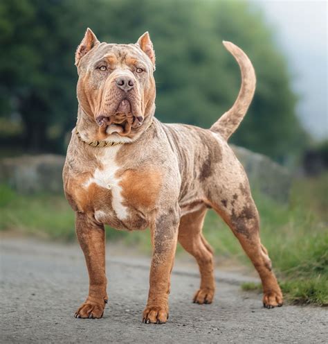 American Bully | Controversy, Dangers, Lifespan, Size, Temperament ...