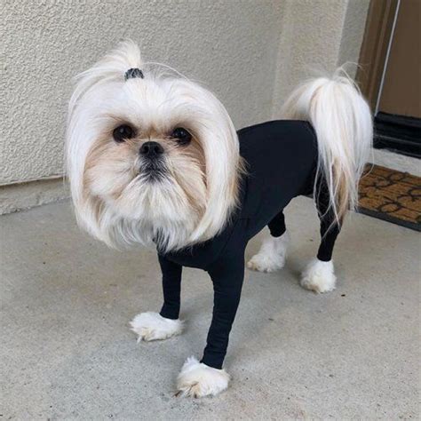 Смешные собаки в забавных боди | Dog onesies, Cute dogs, Dogs