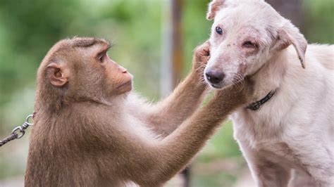 On This United Airlines Flight, an Emotional Support Animal Had Its Own Emotional Support Animal ...