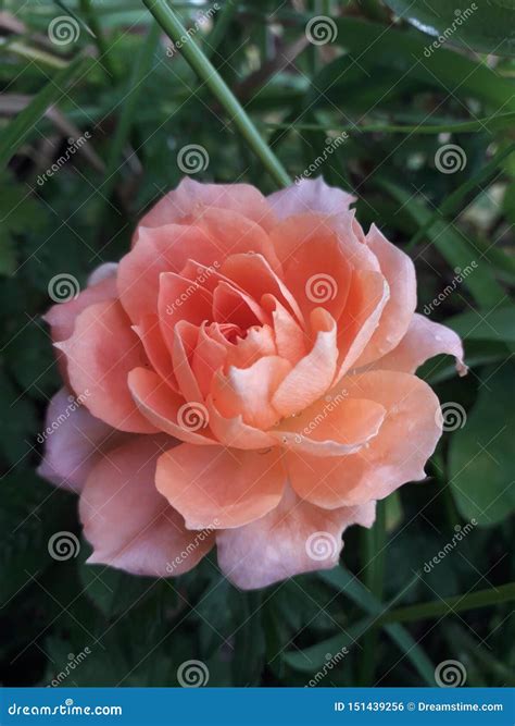 Beautiful Pink Summer Rose Growing in the Grass Stock Photo - Image of