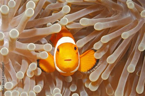 Clown Anemonefish Stock Photo | Adobe Stock