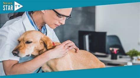 Lyme disease in dogs: Symptoms to look out for and how to prevent it ...