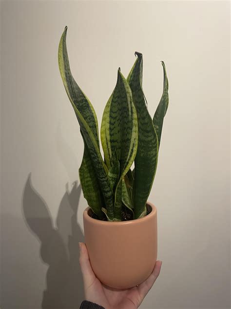 Rescued plant ID: Laurentii or Futura Superba? : r/SnakePlants