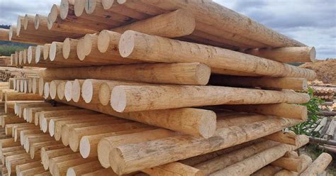 quality vineyard pine poles fynbos pole depot bredasdorp xplorio