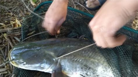 Рыбалка на сома. Как правильно посадить сома на кукан. CATFISHING ...