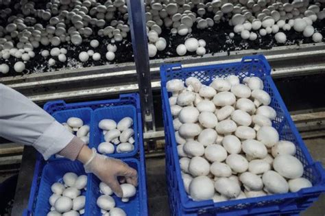 Выращивание шампиньонов в домашних условиях, бизнес-план
