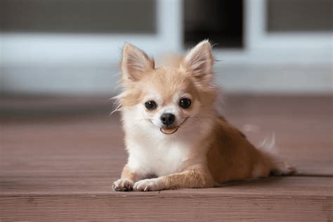 What Is The Rarest Color Of Chihuahua