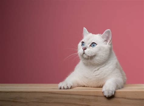 White British Shorthair Cat: Facts, Origin & History (with Pictures ...