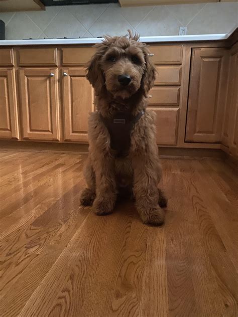 Our dood is 34.8 lbs at 18 weeks. Any guesses on his adult weight? : r/Goldendoodles
