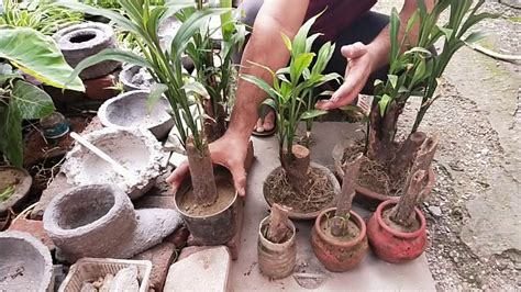 Dry Senia Bonsai / Grow Dry Senia Plant at Home - YouTube