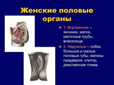 Обзор органов мочеполовой системы - презентация онлайн