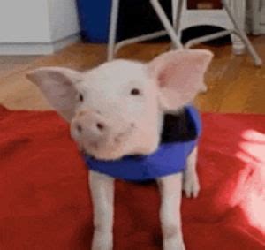 Гифка свинья танцует макарена гиф картинка, скачать анимированный gif ...