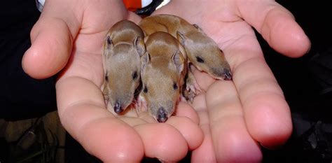 Rockin' the suburbs: bandicoots live among us in Melbourne