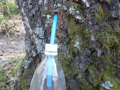 Сбор березового сока | Встречаем новый день!