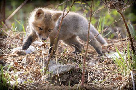 Live Baby Fox Cam! – Lux Umbraque: Light and Shadow