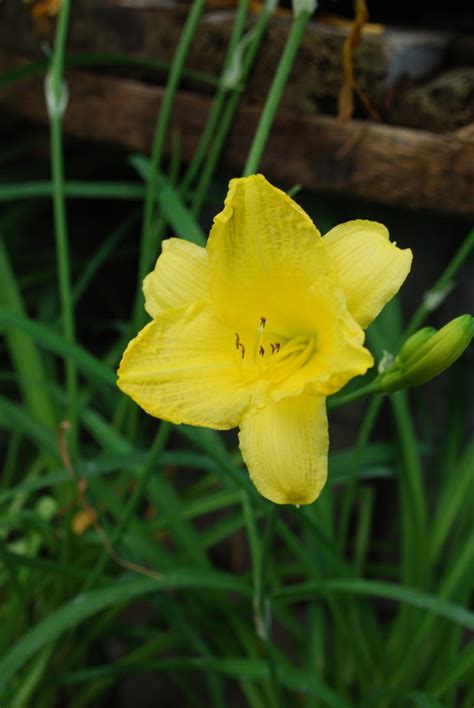 Happy Returns Daylily • Kiwi Nurseries Ltd