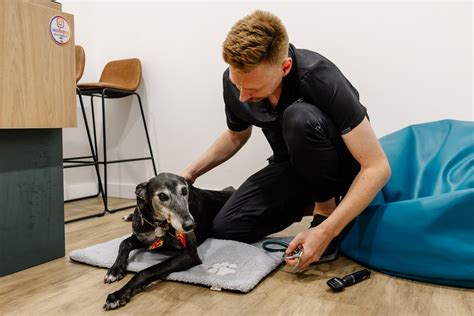 Osteosarcoma Treatment for Dogs | Advanced Vet Care Lane Cove