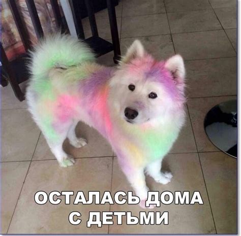 Фото приколы Крейзи источник хорошего настроения (149 шт.)