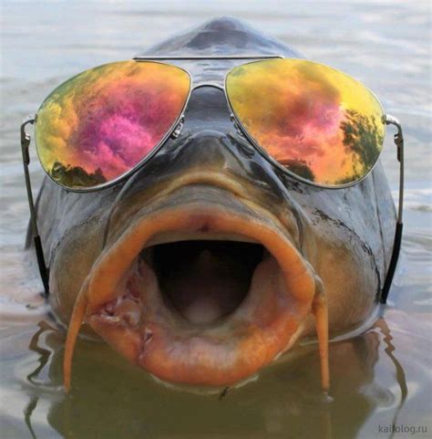 Приколы про рыбалку и рыбу (50 фото) | Funny fishing pictures, Fishing ...