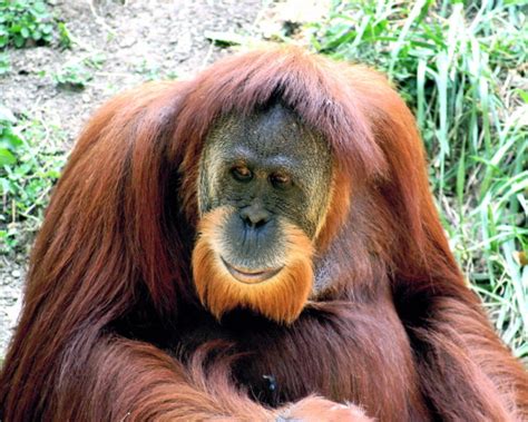 sumatran_orang-utan2 — Cuaderno de Cultura Científica