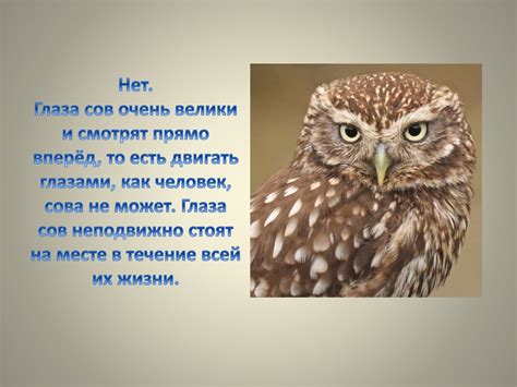 Совы. Виды сов - презентация онлайн