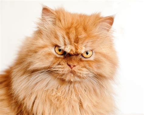 Grumpy Funny Persian Cat - Pets Lovers