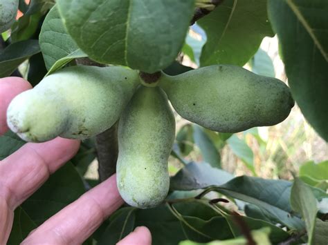 Persimmon protection, Saijo persimmon hardiness, and deer - Page 4