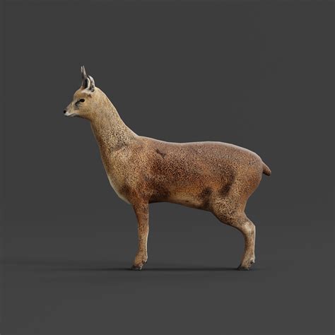 Klipspringer Small Antelope - Blender Market