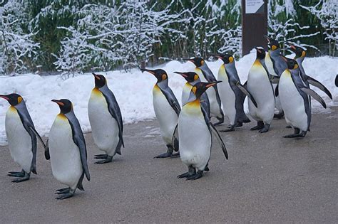 Do the Penguin Walk! | Natural Balance Therapy